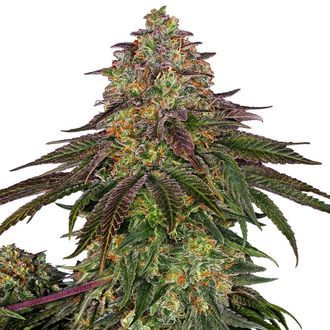 Sweet Cherry Kush (Sensi Seeds) Feminiserade
