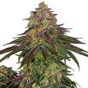 Sweet Cherry Kush (Sensi Seeds) Feminiserade