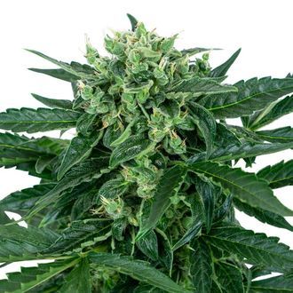 Sensi Amnesia Auto (Sensi Seeds) Feminiserade