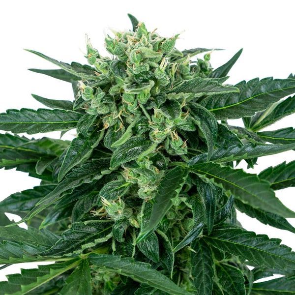 Sensi Amnesia Auto (Sensi Seeds) Feminiserade