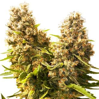 Banana Kush Cake Auto (Sensi Seeds) Feminiserade