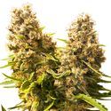 Banana Kush Cake Auto (Sensi Seeds) Feminiserade