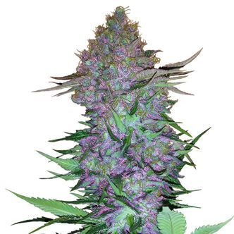 Purple Skunk Auto (Sensi Seeds) feminiserade