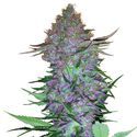 Purple Skunk Autoflower (Sensi Seeds) Feminiserade