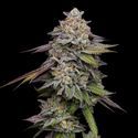 Double Stack (Compound Genetics) Feminiserade