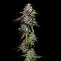 Double Stack (Compound Genetics) Feminiserade