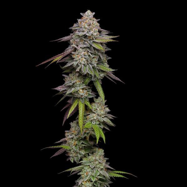 Double Stack (Compound Genetics) Feminiserade