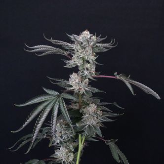 Luxar-Dos (Compound Genetics) feminiserade cannabisfr&ouml;n