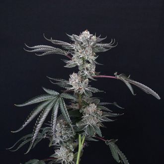 Luxar-Dos (Compound Genetics) Feminiserade