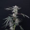Luxar-Dos (Compound Genetics) Feminiserade