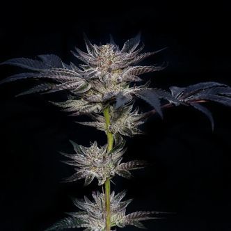 Slipstream (Compound Genetics) feminiserade cannabisfr&ouml;n