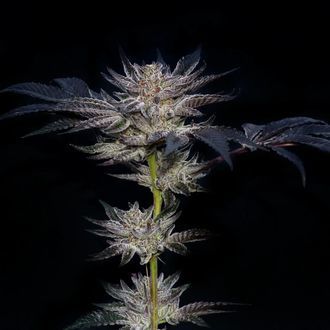 Slipstream (Compound Genetics) Feminiserade