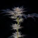 Slipstream (Compound Genetics) Feminiserade