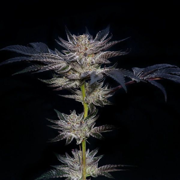 Slipstream (Compound Genetics) Feminiserade