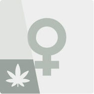 Feminiserade cannabisfrön