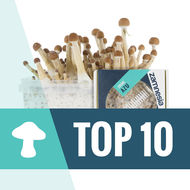 Topp 10 magiska svampar