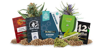 Topp 5 autoflower cannabisfr&ouml;n