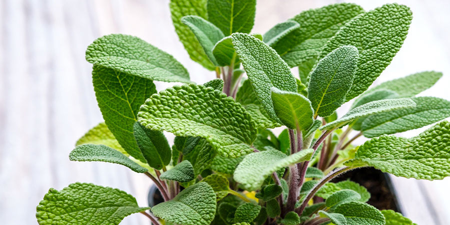 Sage Sage
