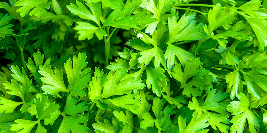 Persilja Parsley