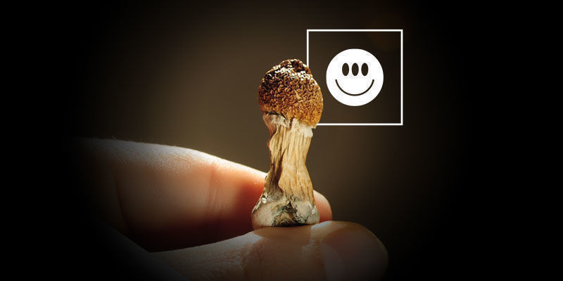 &Auml;r Psilocybe cubensis stark?