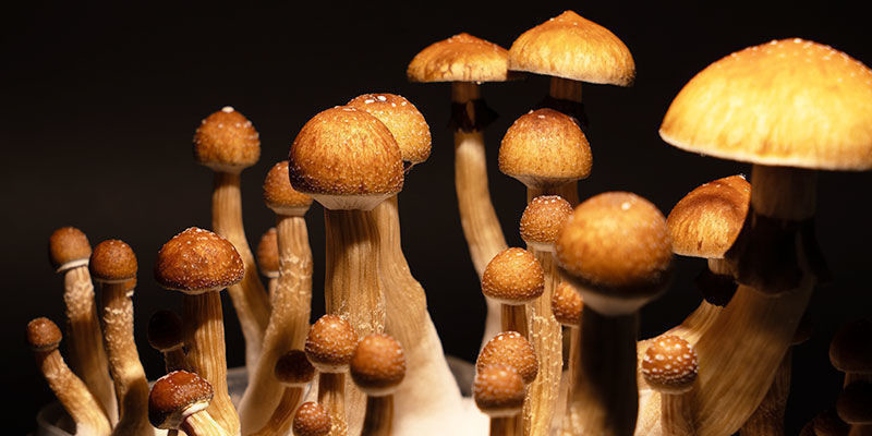 Odling av Psilocybe cubensis