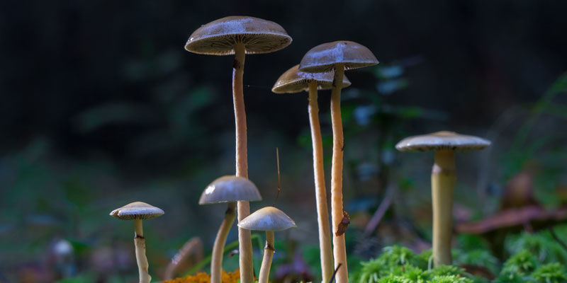 Psilocybe Cubensis: Naturens g&aring;va