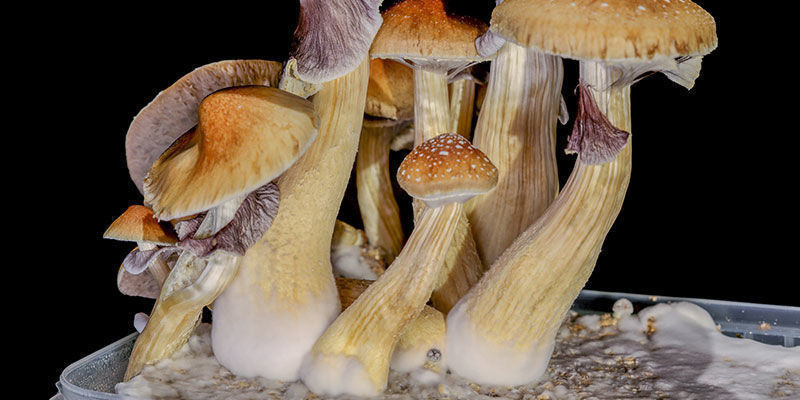 Stem