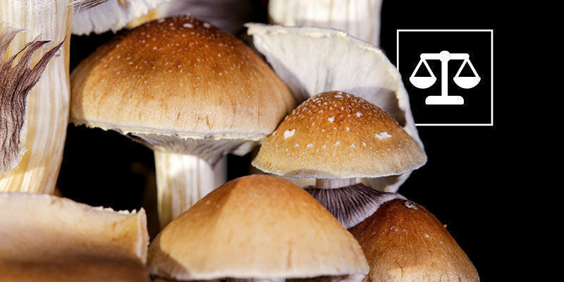Lagligheten kring Psilocybe cubensis