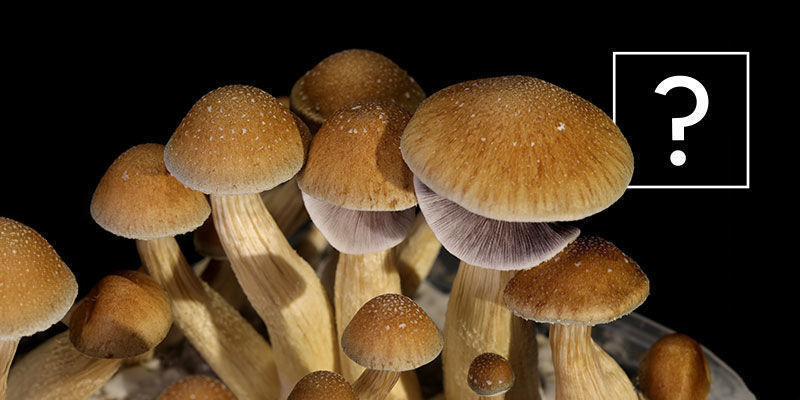 Vad &auml;r Psilocybe cubensis-svampar?