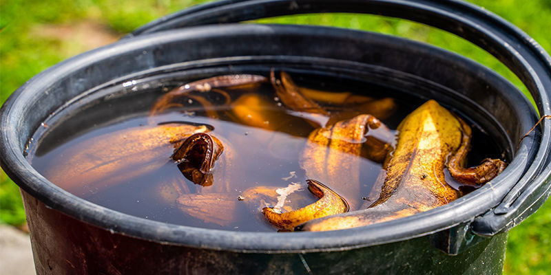 4 Sätt att göra enkel hemmagjord gödning till cannabis 4 Ways To Make Easy Homemade Cannabis Fertiliser