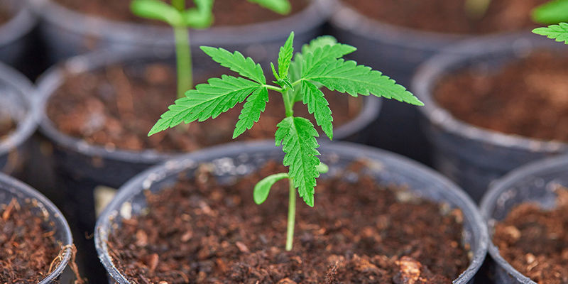 Fördelar med hemgjord gödning för cannabis Fördelar med hemgjord gödning för cannabis
