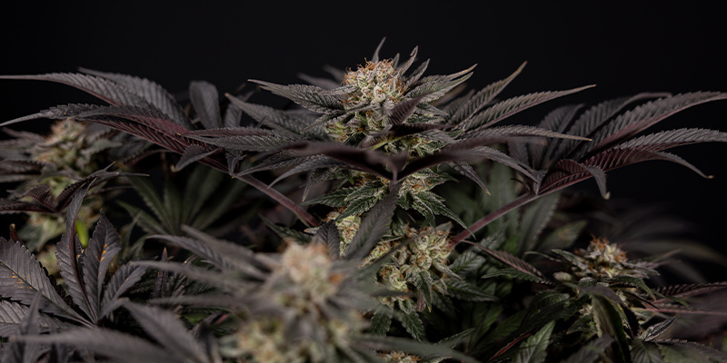 Avlivar de galnaste cannabis-myterna Debunking the craziest weed myths