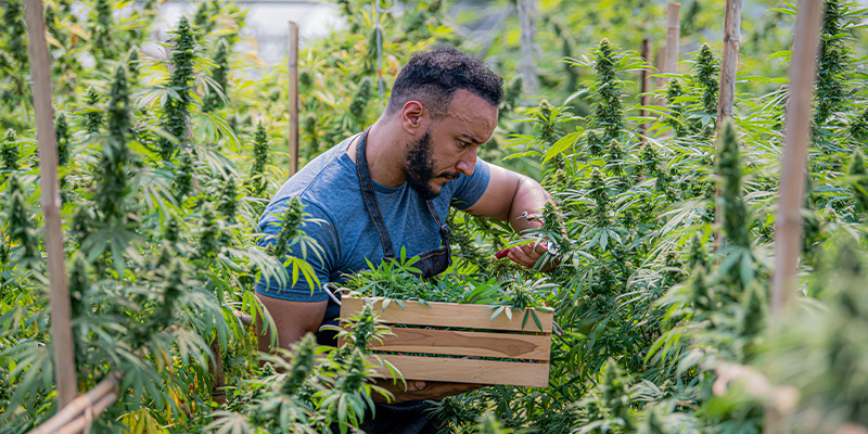 Varför ekologiskt spelar roll i cannabisodling Varför ekologiskt spelar roll i cannabisodling