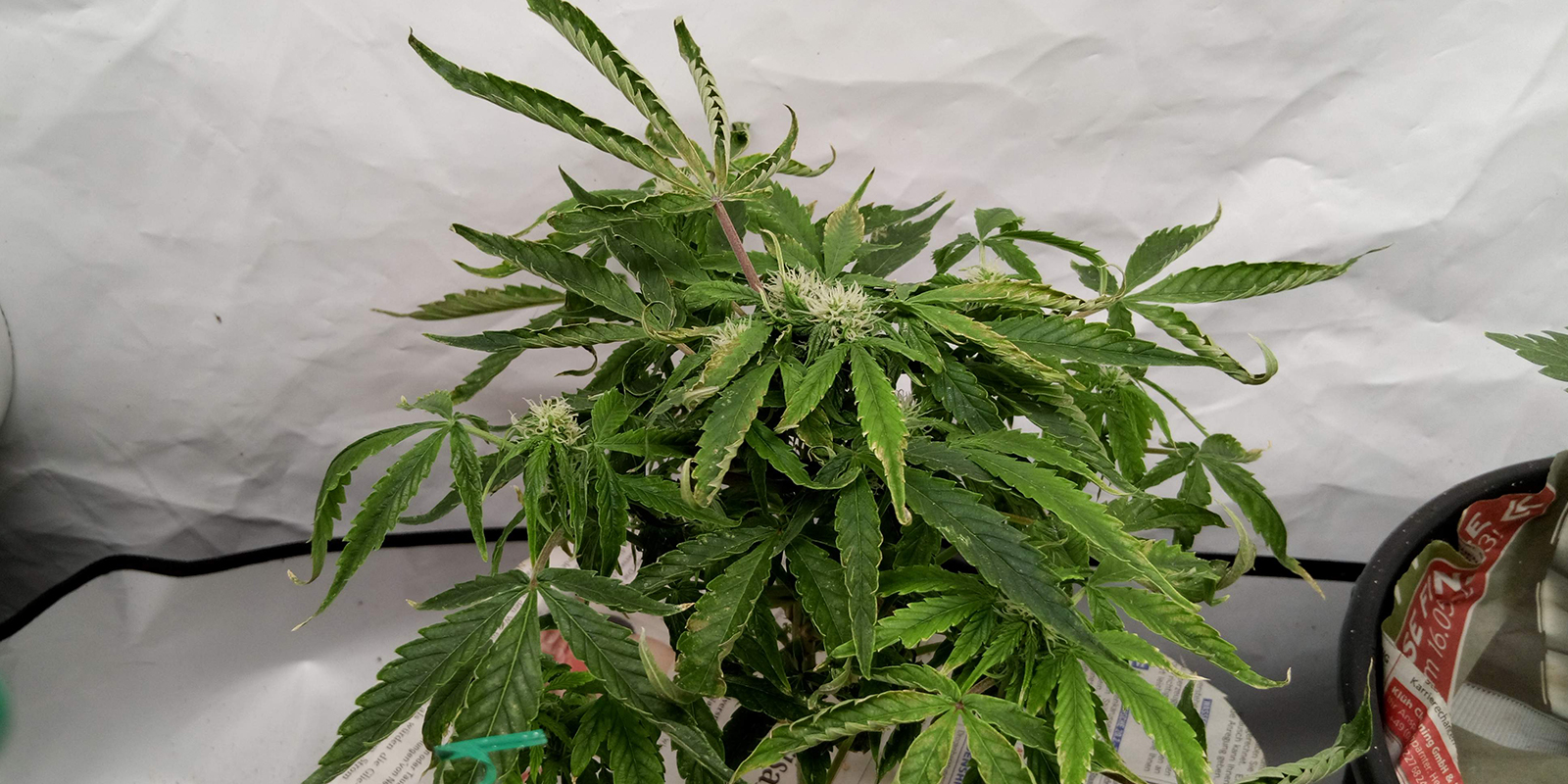 2. Observera hela plantan 2. Observe the whole plant