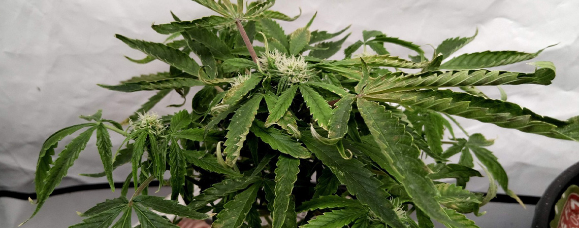 Åtgärda uppåtböjda cannabisblad Åtgärda uppåtböjda cannabisblad