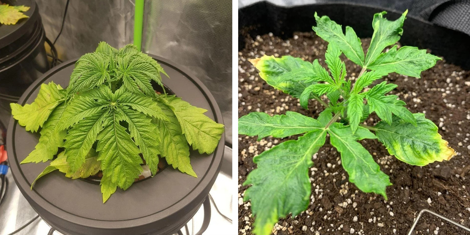 Övervattning och rotsstress Overwatering and root stress