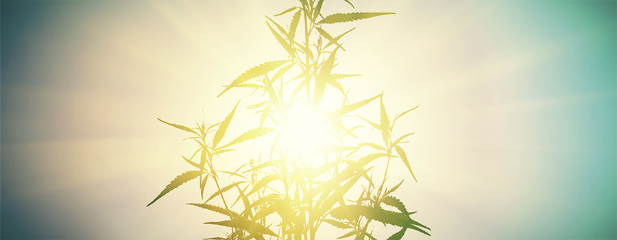 Ljusstress hos cannabis LIGHT STRESS