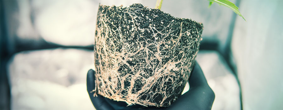 Rotstress och skador ROOT STRESS AND DAMAGE