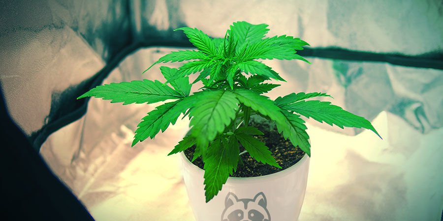 Så odlar du Sensi Skunk HOW TO GROW SENSI SKUNK