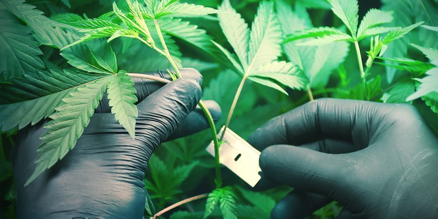 Allmänna tips för att spara pengar när du odlar cannabis Allmänna tips för att spara pengar när du odlar cannabis