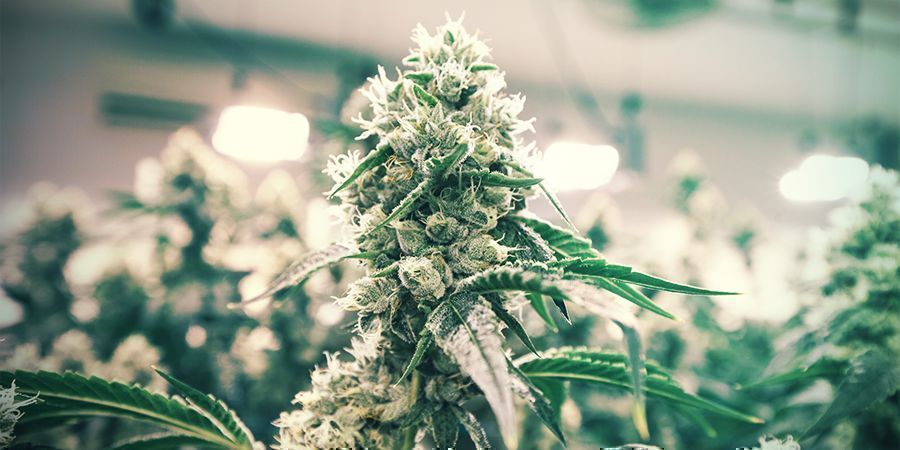 Tips för att spara pengar när du odlar inomhus Tips To Save Money When Growing Indoors