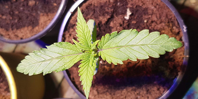 Kaffesump och cannabis: En användbar gödning Kaffesump och cannabis: En användbar gödning