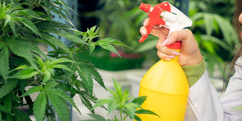 Bladspray Hur du använder kaffesump som gödning till cannabis: Bladspray