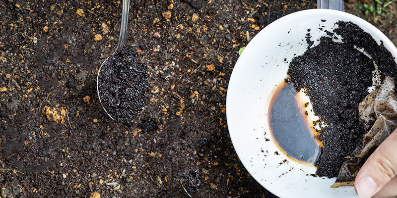 I jord Hur du använder kaffesump som cannabigödning: I jord