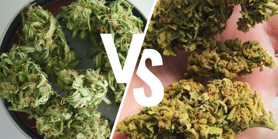 Inomhusodlad vs utomhusodlad cannabis: f&auml;rg
