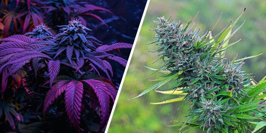 Vilken har h&ouml;gst kvalitet &ndash; inomhus- eller utomhusodlad cannabis?