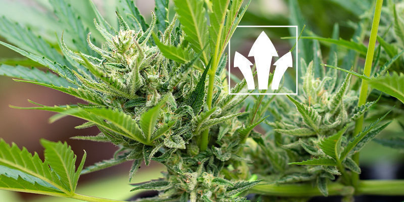 Vilka är fördelarna med humus- och fulvosyror för cannabis? Vilka är fördelarna med humus- och fulvosyror för cannabis?