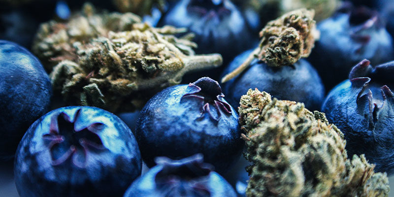 Blueberry: Smak & effekter Blueberry: Flavour & Effects
