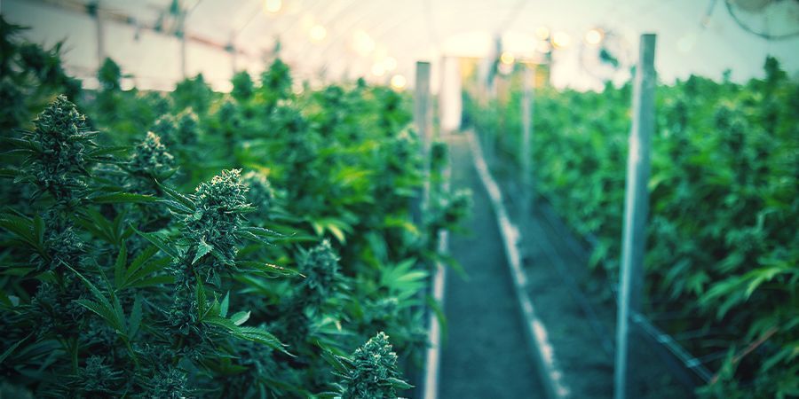 Så odlar du ekologisk cannabis inomhus HOW TO GROW ORGANIC CANNABIS INDOORS