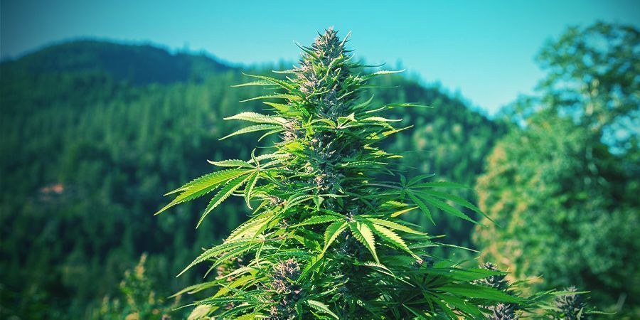 Så odlar du ekologisk cannabis utomhus SÅ ODLAR DU EKOLOGISK CANNABIS UTOMHUS